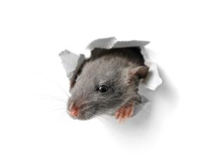 The  year of the rat